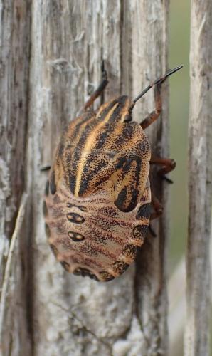 Réf. 153 805 : Graphosoma italicum
