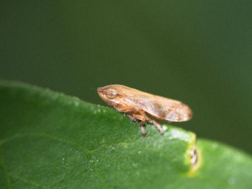 Philaenus spumarius