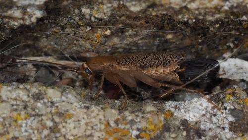 Planuncus vinzi