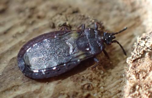 Réf. 153 791 : Aneurus sp.