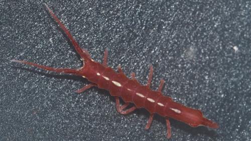 Stenosoma lancifer