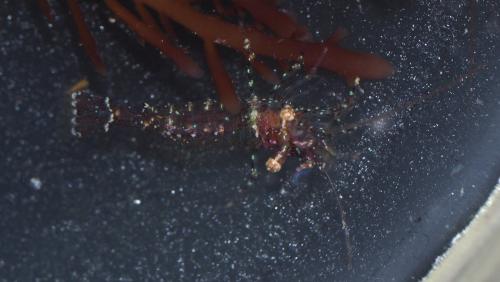Eualus cranchii