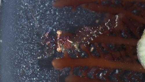 Eualus cranchii