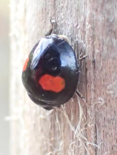 Réf. 153 398 : Chilocorus renipustulatus