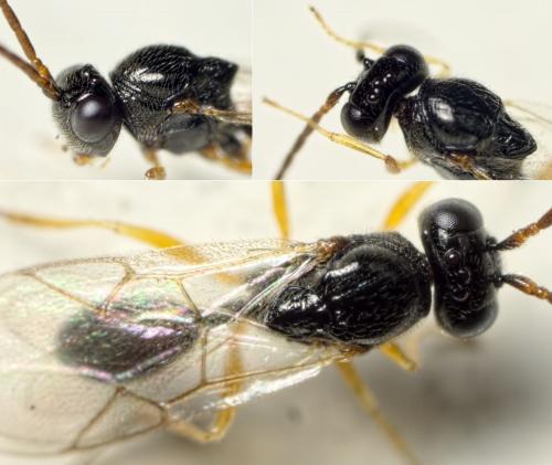 Anacharitinae