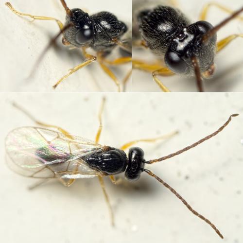 Anacharitinae