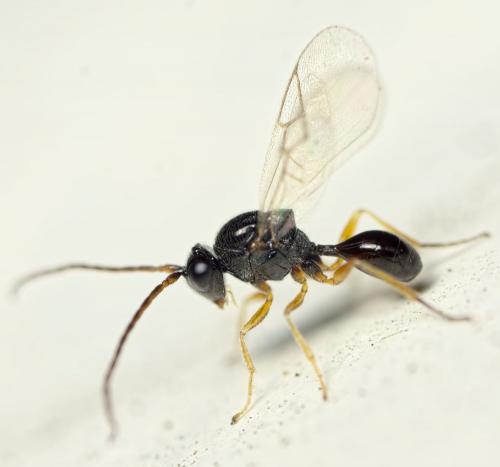 Anacharitinae