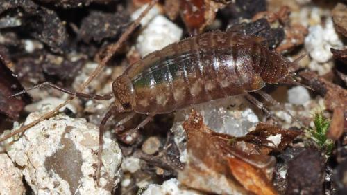 Réf. 153 132 : Chaetophiloscia cellaria