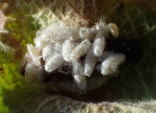 Réf. 153 622 : Microgastrinae inconnu