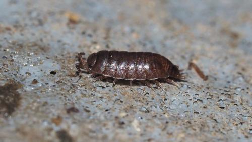 Réf. 153 856 : Trichoniscus sp.
