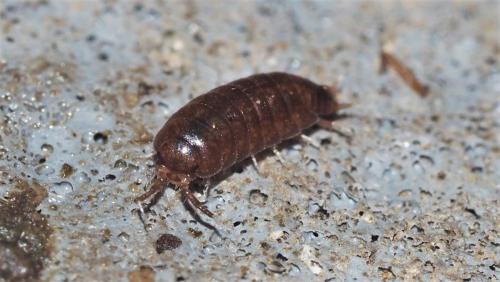 Réf. 153 857 : Trichoniscus sp.