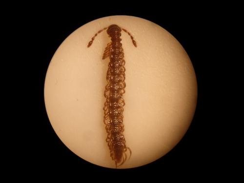 Polydesmus asthenestatus