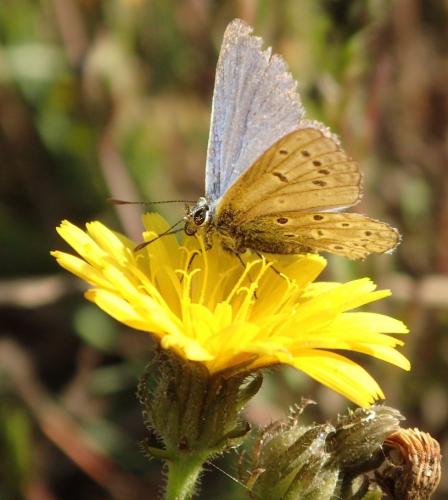 Polyommatus icarus