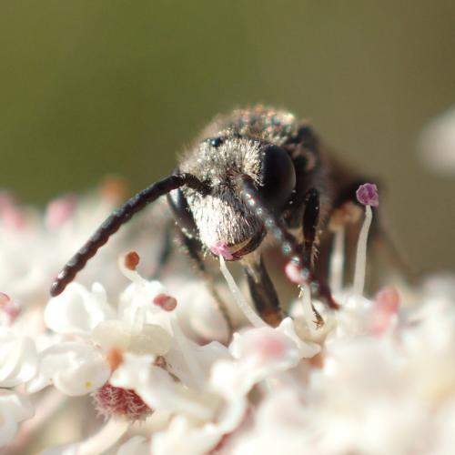 Réf. 153 178 : Sphecodes sp.