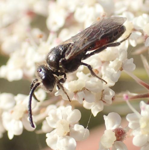 Réf. 153 176 : Sphecodes sp.