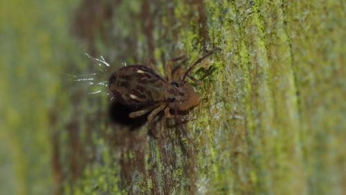 Dicyrtomina saundersi