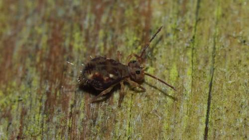 Dicyrtomina saundersi