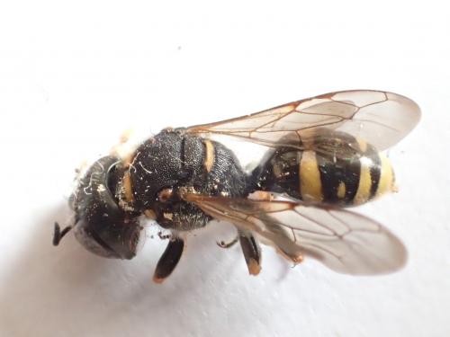 Ectemnius continuus punctatus