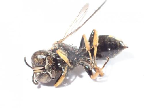 Ectemnius continuus punctatus