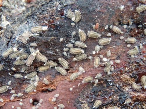Réf. 153 372 : Polyxenus lagurus