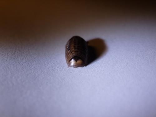 Glomeris intermedia