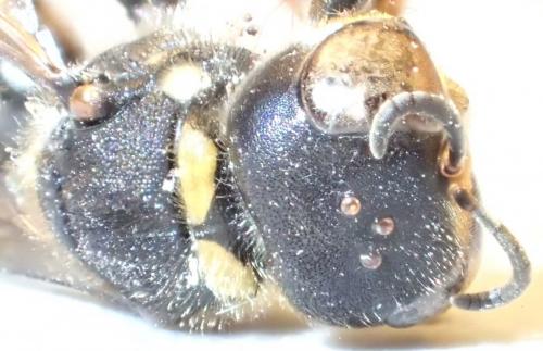 Ectemnius continuus punctatus