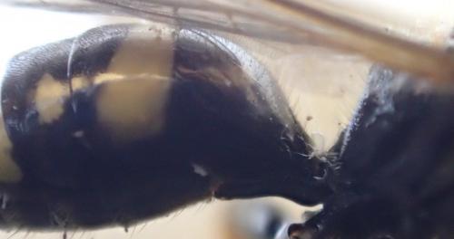 Ectemnius continuus punctatus
