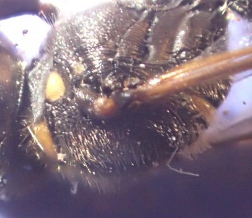 Ectemnius continuus punctatus
