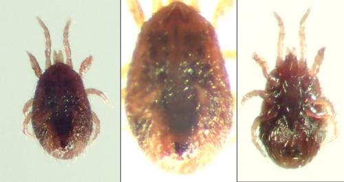 Ornithonyssus sp.