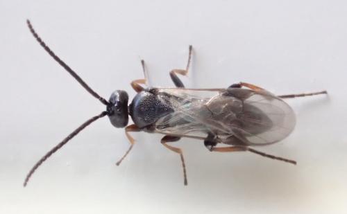 Réf. 153 623 : Microgastrinae inconnu