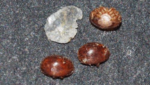 Varroa destructor