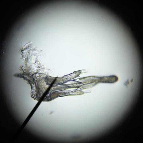 Blaniulus guttulatus