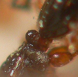 Lepidopria pedestris