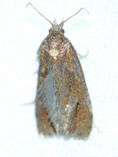 Réf. 153 686 : Phtheochroa inopiana