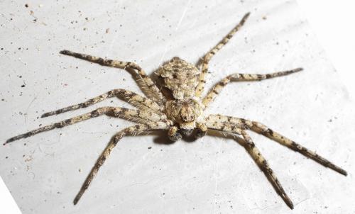 Philodromus sp.