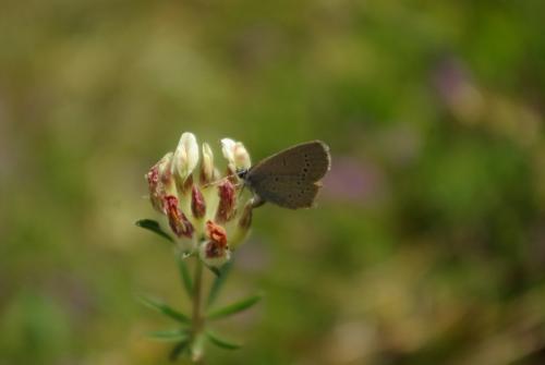 Cupido minimus