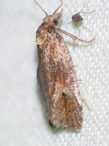 Réf. 153 687 : Phtheochroa inopiana