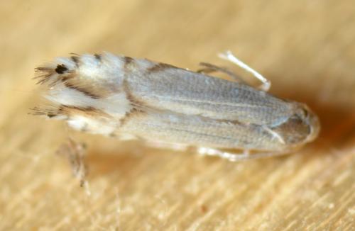Phyllocnistis sp.