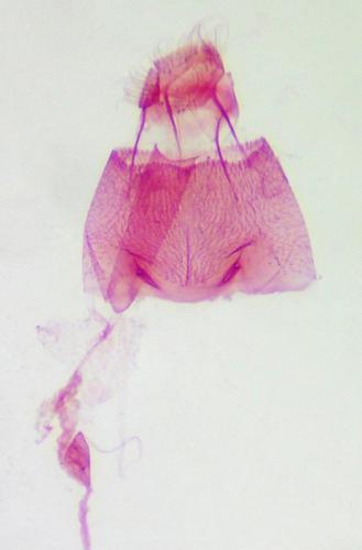 Phyllonorycter pastorella