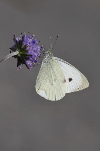 Pieris brassicae