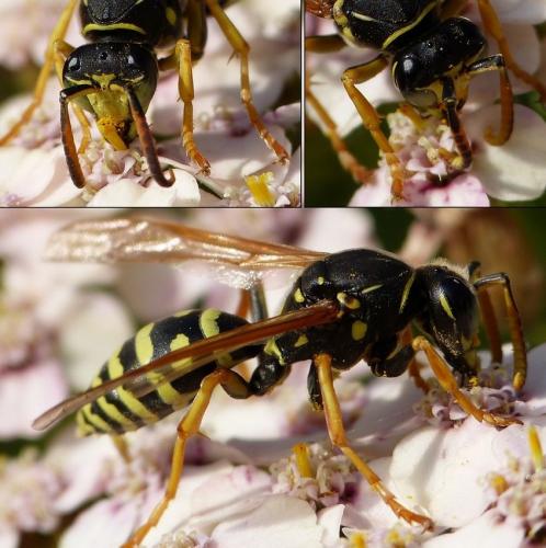 Réf. 153 706 : Polistes biglumis