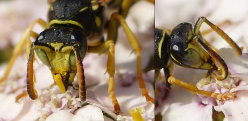 Réf. 153 762 : Polistes biglumis
