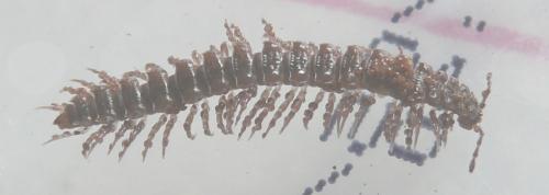 Polydesmus sp.