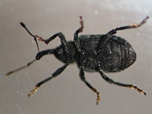 Procas armillatus