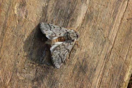 Thaumetopoea pityocampa