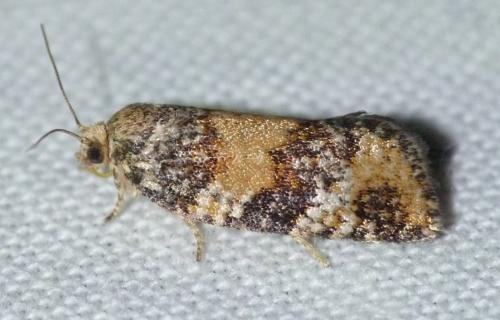 Réf. 153 028 : Ptycholomoides aeriferana