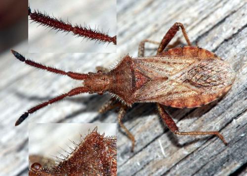 Coriomeris sp.