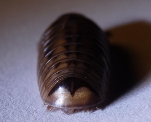Glomeris intermedia