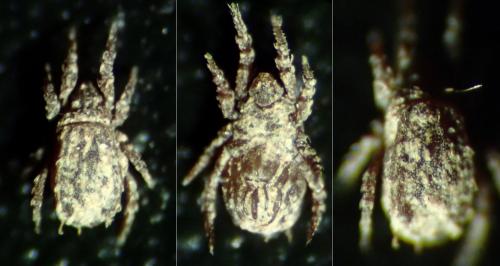 Réf. 153 265 : Nothrus sp.