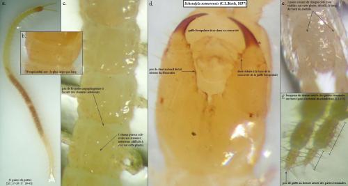 Schendyla nemorensis